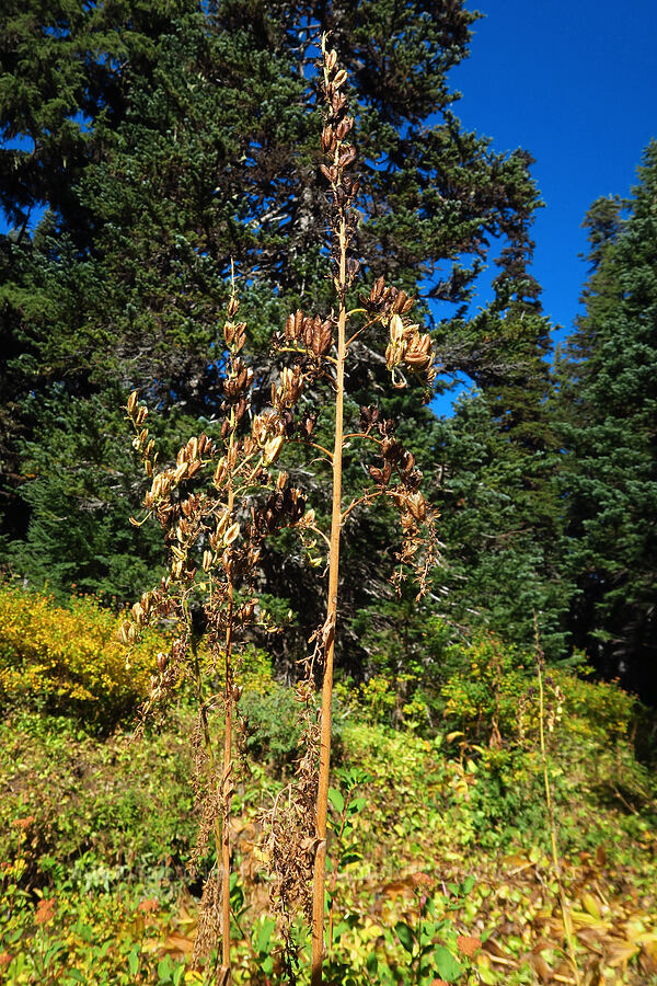 green corn lily, gone to seed (Veratrum viride var. eschscholtzianum (Veratrum eschscholtzii)) [Umbrella Falls Trail, Mt. Hood National Forest, Hood River County, Oregon]
