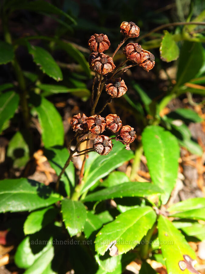 pipsissewa, gone to seed (Chimaphila umbellata) [Sahalie Falls Trail, Mt. Hood National Forest, Hood River County, Oregon]