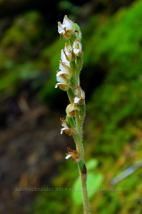 rattlesnake plantain orchid (Goodyera oblongifolia) [Sahalie Falls, Mt. Hood National Forest, Hood River County, Oregon]