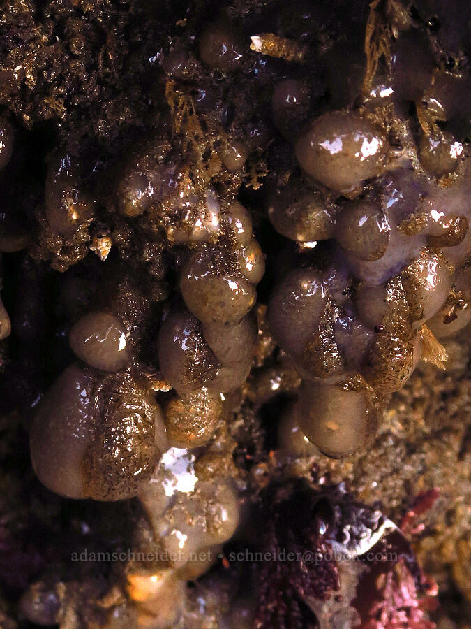 Pacific sea pork (?) (Aplidium californicum) [Seal Rock State Recreation Site, Lincoln County, Oregon]