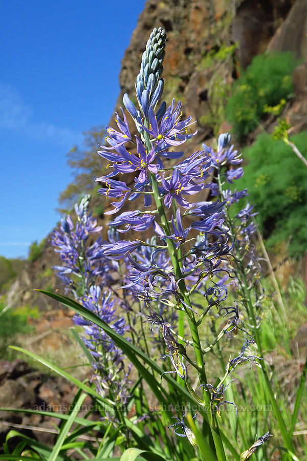 camas (Camassia sp.) [Highway 142, Klickitat County, Washington]