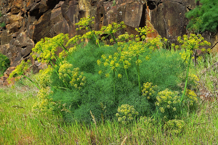 Klickitat desert parsley (Lomatium klickitatense (Lomatium grayi)) [Highway 142, Klickitat County, Washington]