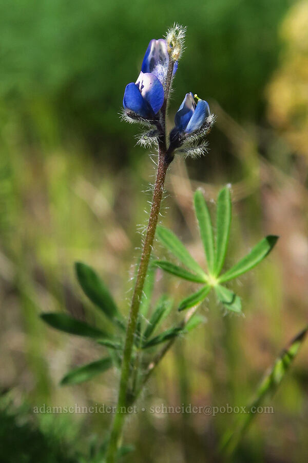 miniature lupine (Lupinus bicolor (Lupinus micranthus var. bicolor)) [Highway 142, Klickitat County, Washington]