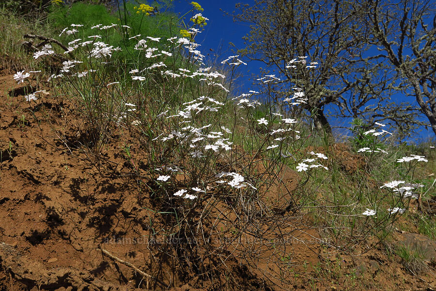 showy phlox (Phlox speciosa) [Highway 142, Klickitat County, Washington]