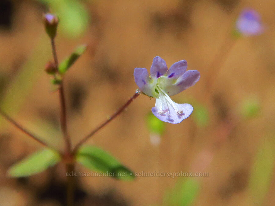small-flowered tonella (Tonella tenella) [Highway 142, Klickitat County, Washington]