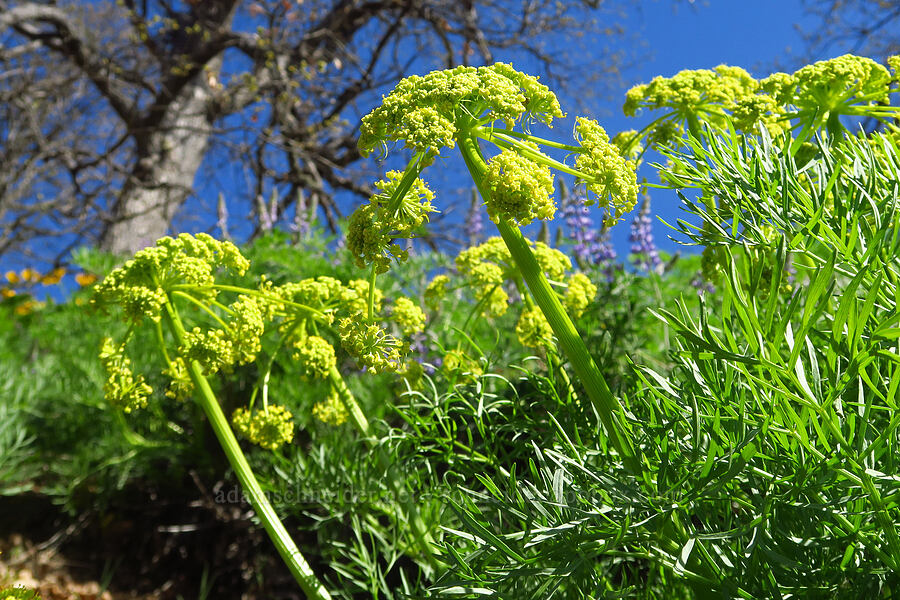 Suksdorf's desert parsley (Lomatium suksdorfii) [Highway 142, Klickitat County, Washington]