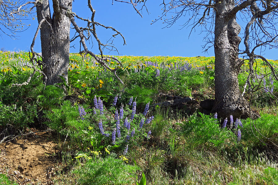 lupines & balsamroot (Lupinus sp., Balsamorhiza sp.) [Highway 142, Klickitat County, Washington]