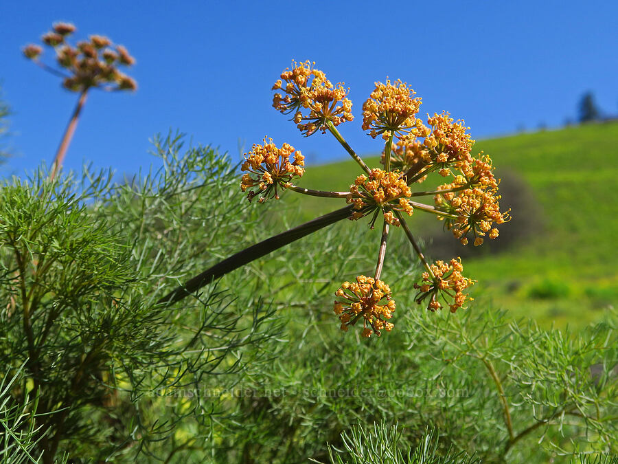 orange Klickitat desert parsley (Lomatium klickitatense (Lomatium grayi)) [Glenwood Highway, Soda Springs Wildlife Area, Klickitat County, Washington]