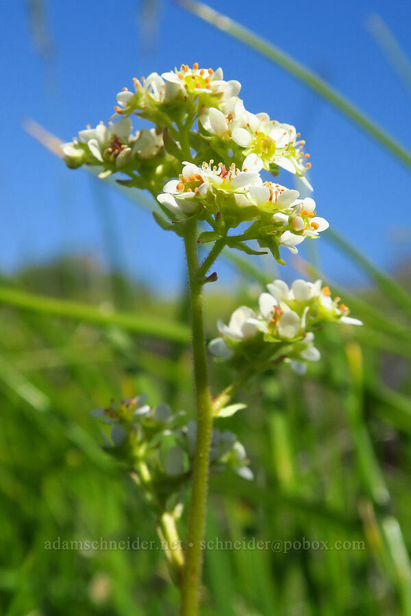 saxifrage (Micranthes sp. (Saxifraga sp.)) [Glenwood Highway, Soda Springs Wildlife Area, Klickitat County, Washington]