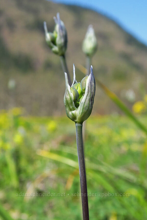 bi-colored cluster lily, budding (Triteleia grandiflora var. howellii (Brodiaea bicolor)) [Glenwood Highway, Soda Springs Wildlife Area, Klickitat County, Washington]