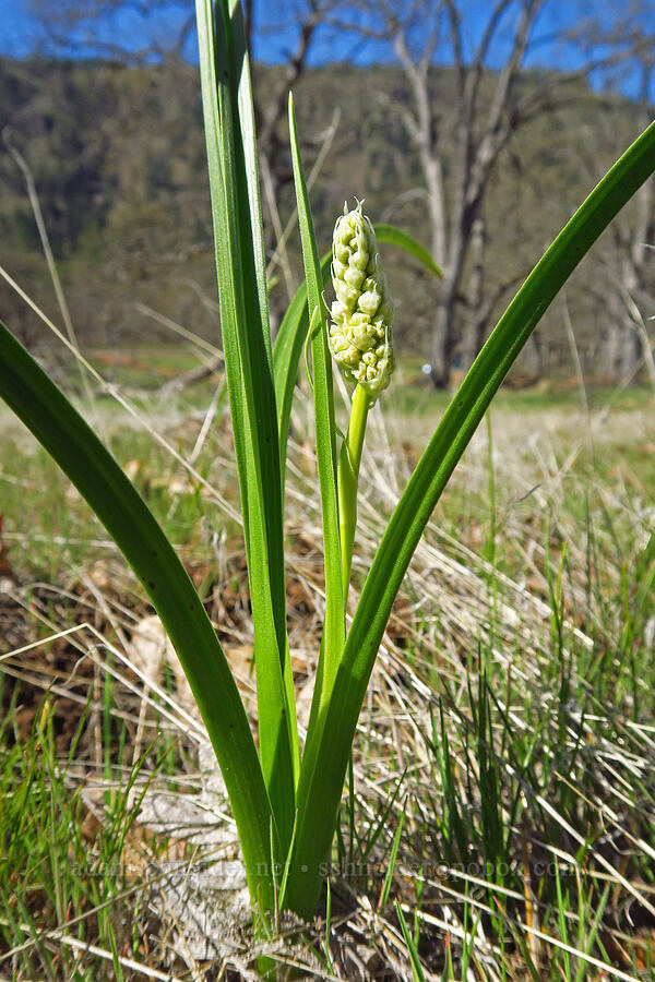 panicled death-camas, budding (Toxicoscordion paniculatum (Zigadenus paniculatus)) [Leidl Ridge, Soda Springs Wildlife Area, Klickitat County, Washington]