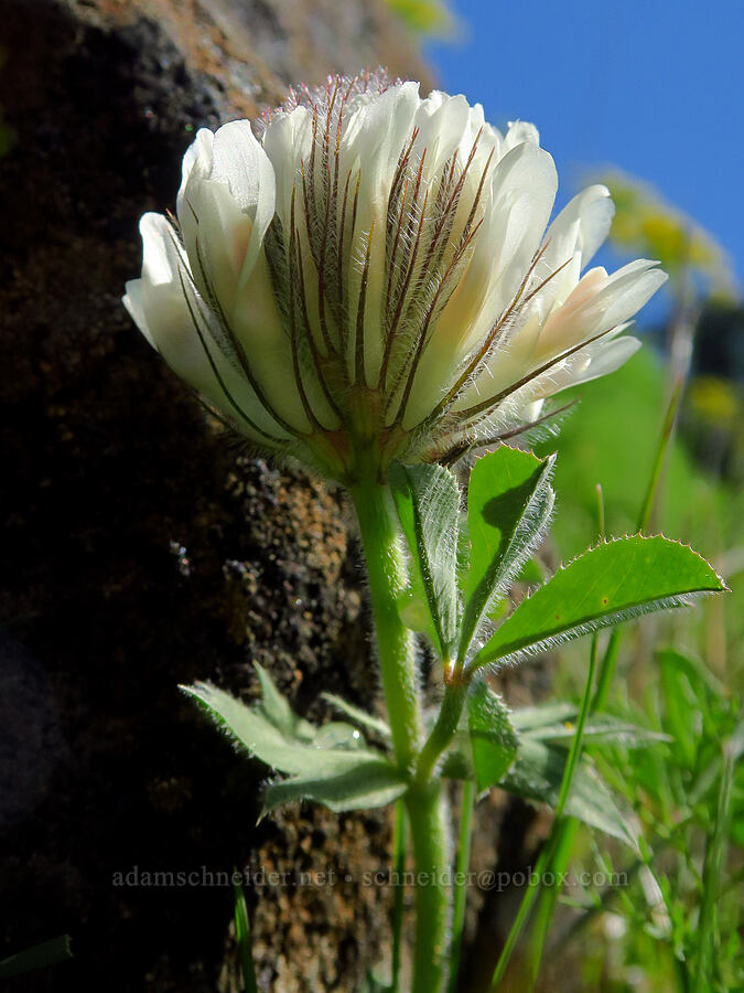 pale big-head clover (Trifolium macrocephalum) [Leidl Ridge, Soda Springs Wildlife Area, Klickitat County, Washington]