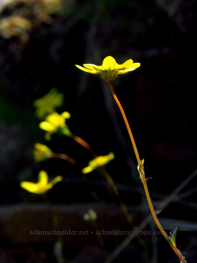 gold stars (Crocidium multicaule) [Leidl Ridge, Soda Springs Wildlife Area, Klickitat County, Washington]