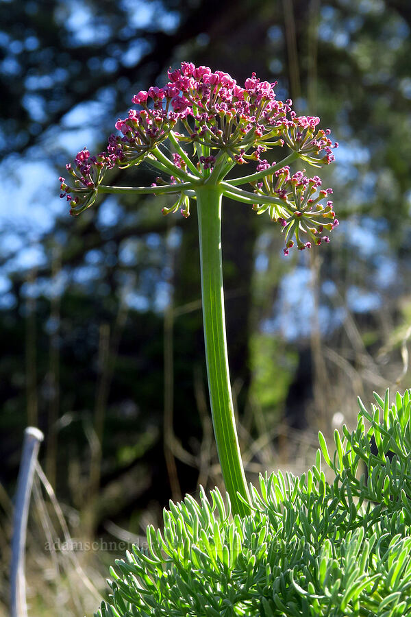 Columbia desert parsley (Lomatium columbianum) [Leidl Ridge, Soda Springs Wildlife Area, Klickitat County, Washington]