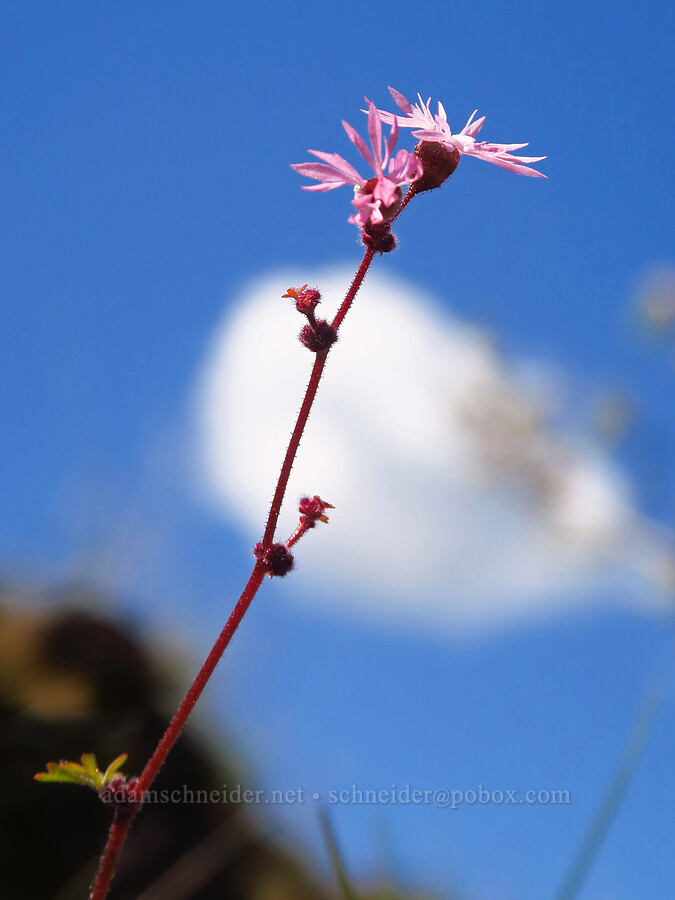 prairie star (Lithophragma glabrum) [Leidl Ridge, Soda Springs Wildlife Area, Klickitat County, Washington]
