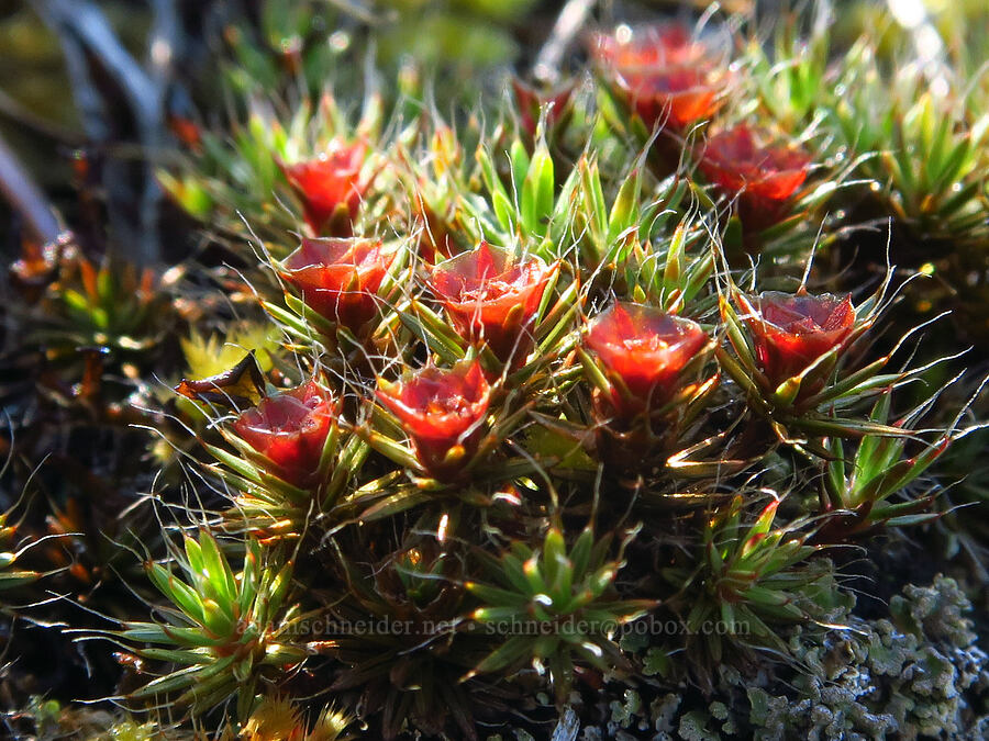 juniper hair-cap moss (Polytrichum juniperinum) [Leidl Ridge, Soda Springs Wildlife Area, Klickitat County, Washington]