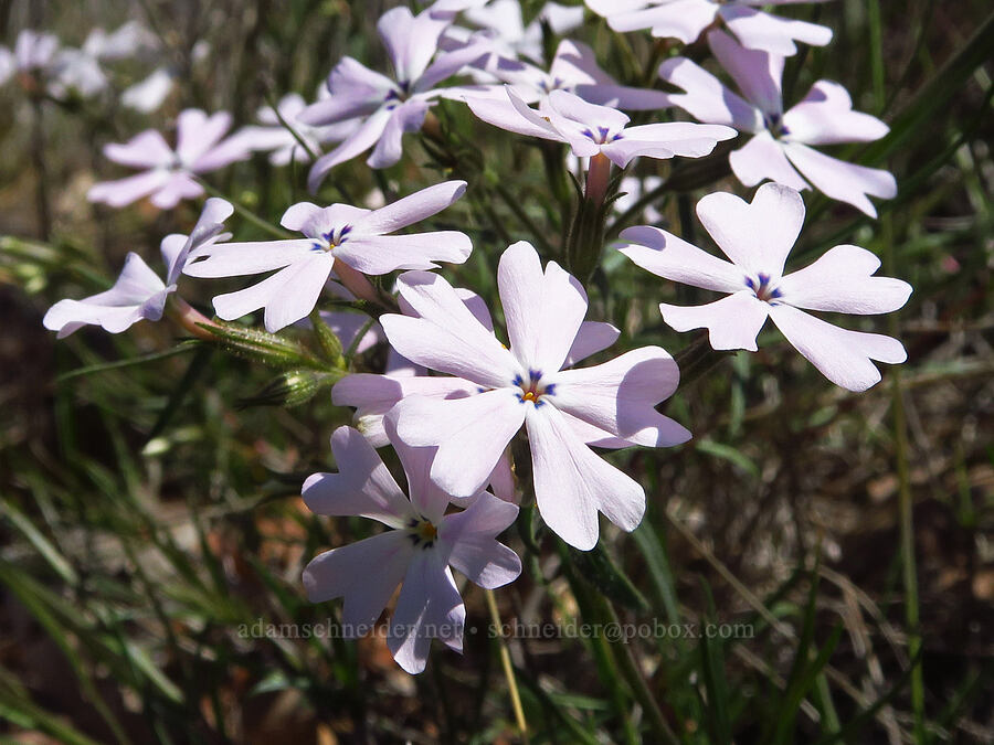 showy phlox (Phlox speciosa) [Leidl Ridge, Soda Springs Wildlife Area, Klickitat County, Washington]