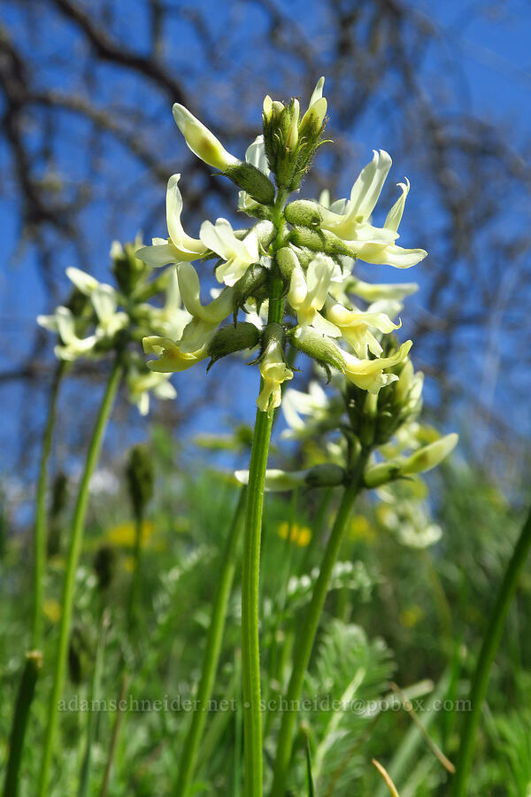 Hood River milk-vetch (Astragalus hoodianus) [Leidl Ridge, Soda Springs Wildlife Area, Klickitat County, Washington]