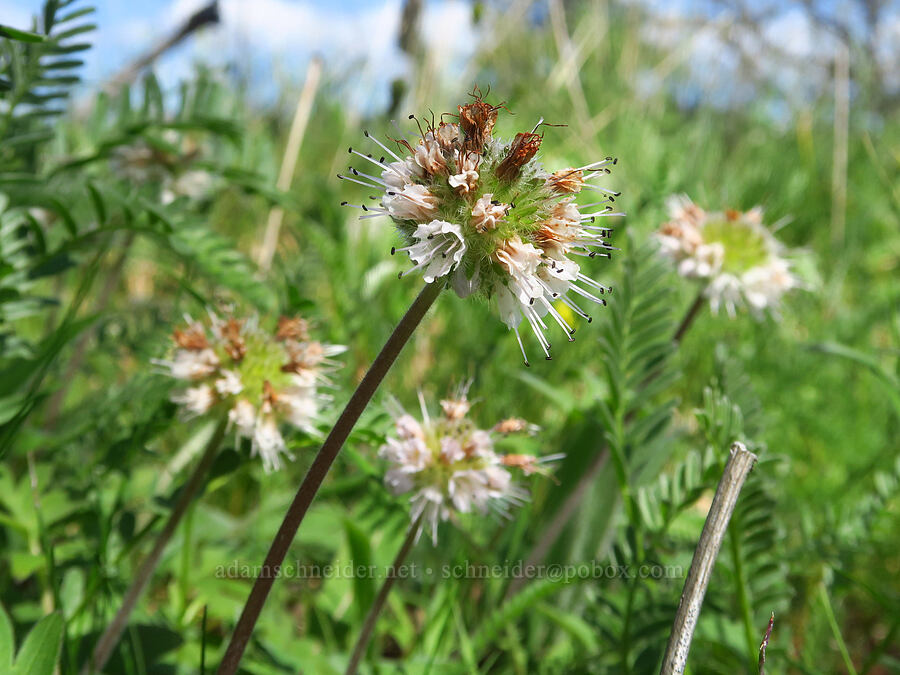 ball-head waterleaf (Hydrophyllum capitatum var. thompsonii) [Leidl Ridge, Soda Springs Wildlife Area, Klickitat County, Washington]