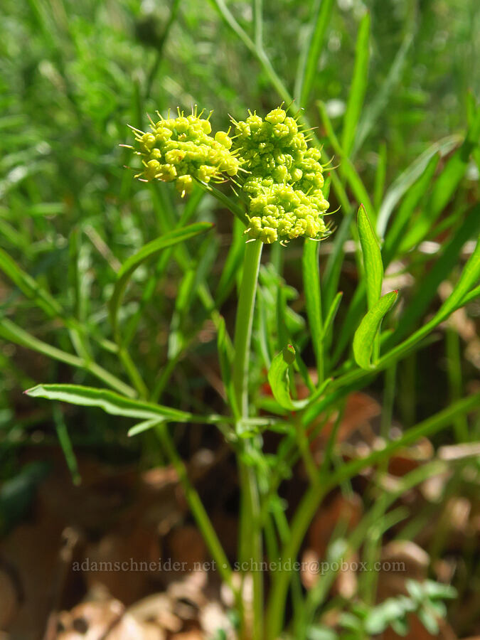 nine-leaf desert parsley (Lomatium brevifolium (Lomatium triternatum var. brevifolium)) [Leidl Ridge, Soda Springs Wildlife Area, Klickitat County, Washington]