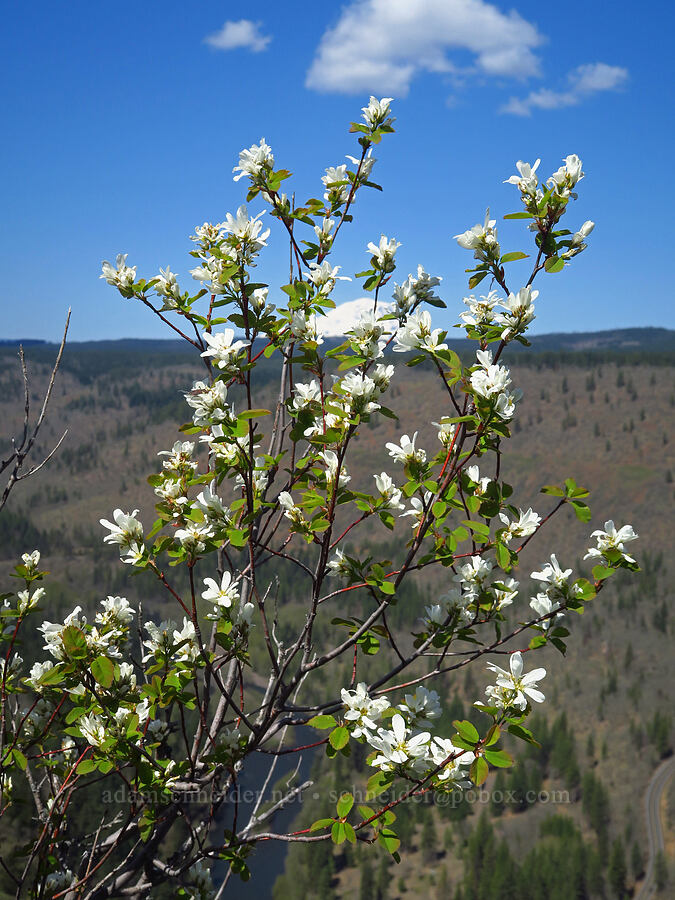 serviceberry (Amelanchier alnifolia) [Leidl Ridge, Soda Springs Wildlife Area, Klickitat County, Washington]