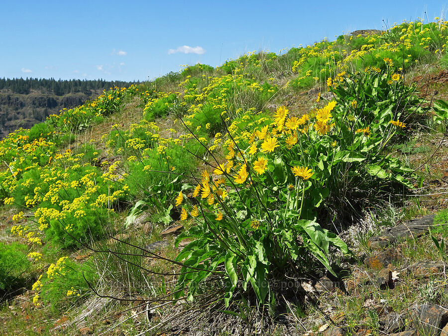 balsamroot & Klickitat desert parsley (Balsamorhiza sp., Lomatium klickitatense (Lomatium grayi)) [Leidl Ridge, Soda Springs Wildlife Area, Klickitat County, Washington]