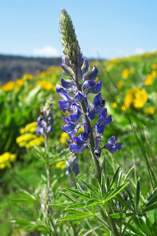 lupine (Lupinus sp.) [Leidl Ridge, Soda Springs Wildlife Area, Klickitat County, Washington]
