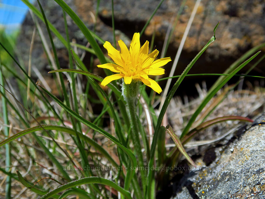 false agoseris (sagebrush dandelion) (Nothocalais troximoides (Microseris troximoides)) [Leidl Ridge, Soda Springs Wildlife Area, Klickitat County, Washington]
