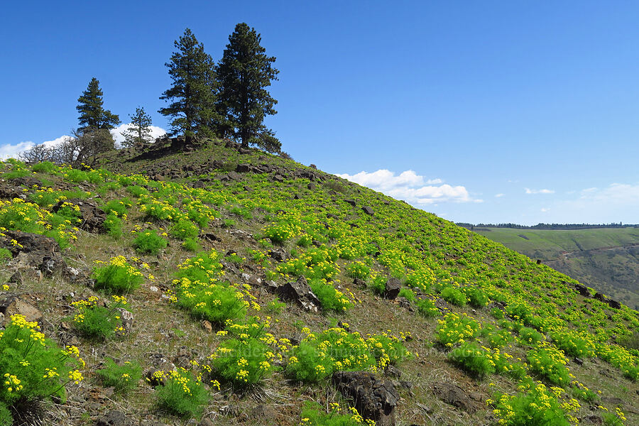 desert parsley & the top of Leidl Ridge (Lomatium klickitatense (Lomatium grayi)) [Leidl Ridge, Soda Springs Wildlife Area, Klickitat County, Washington]