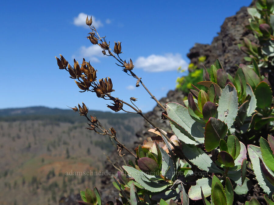 Barrett's penstemon, with last year's seed capsules (Penstemon barrettiae) [Leidl Ridge, Soda Springs Wildlife Area, Klickitat County, Washington]