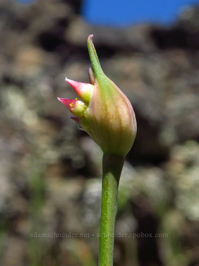 taper-tip onion, budding (Allium acuminatum) [Leidl Ridge, Soda Springs Wildlife Area, Klickitat County, Washington]