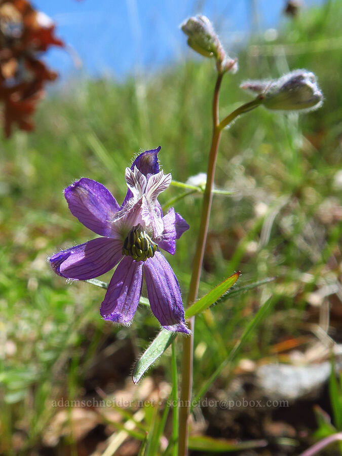 larkspur with an extra petal (Delphinium nuttallianum) [Leidl Ridge, Soda Springs Wildlife Area, Klickitat County, Washington]