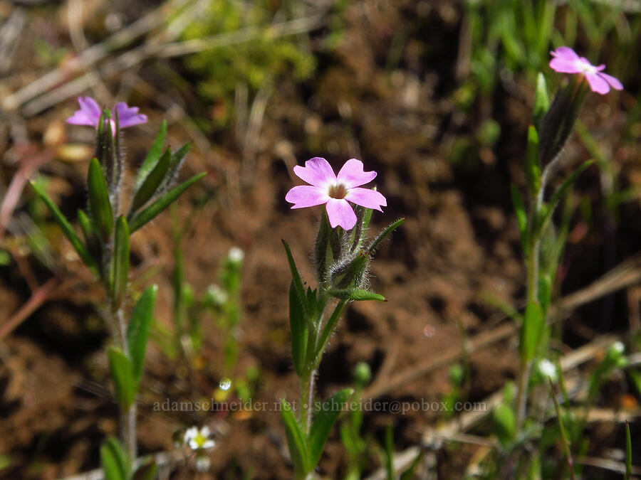 slender phlox (Microsteris gracilis (Phlox gracilis)) [Leidl Ridge, Soda Springs Wildlife Area, Klickitat County, Washington]