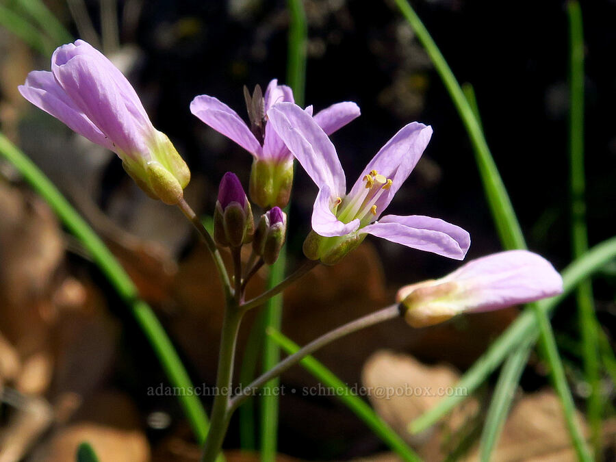 oaks toothwort (Cardamine nuttallii) [Leidl Ridge, Soda Springs Wildlife Area, Klickitat County, Washington]