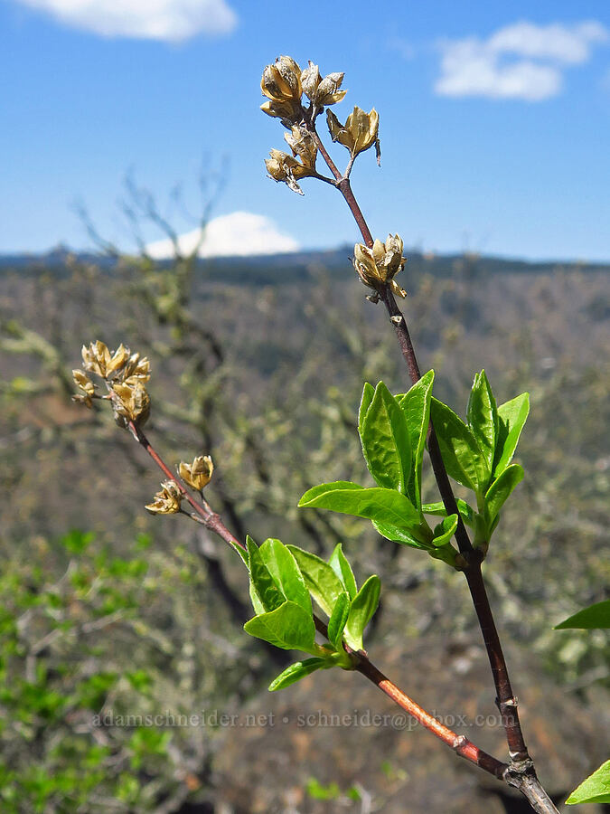 last year's mock-orange seed pods (Philadelphus lewisii) [Leidl Ridge, Soda Springs Wildlife Area, Klickitat County, Washington]