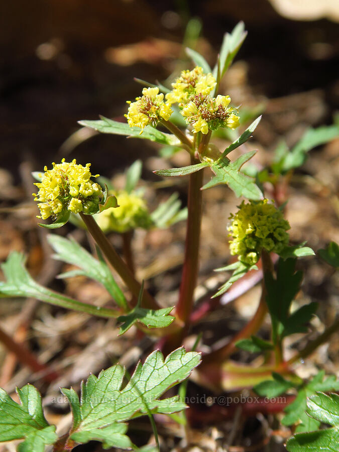 northern sanicle (Sanicula graveolens) [Leidl Ridge, Soda Springs Wildlife Area, Klickitat County, Washington]