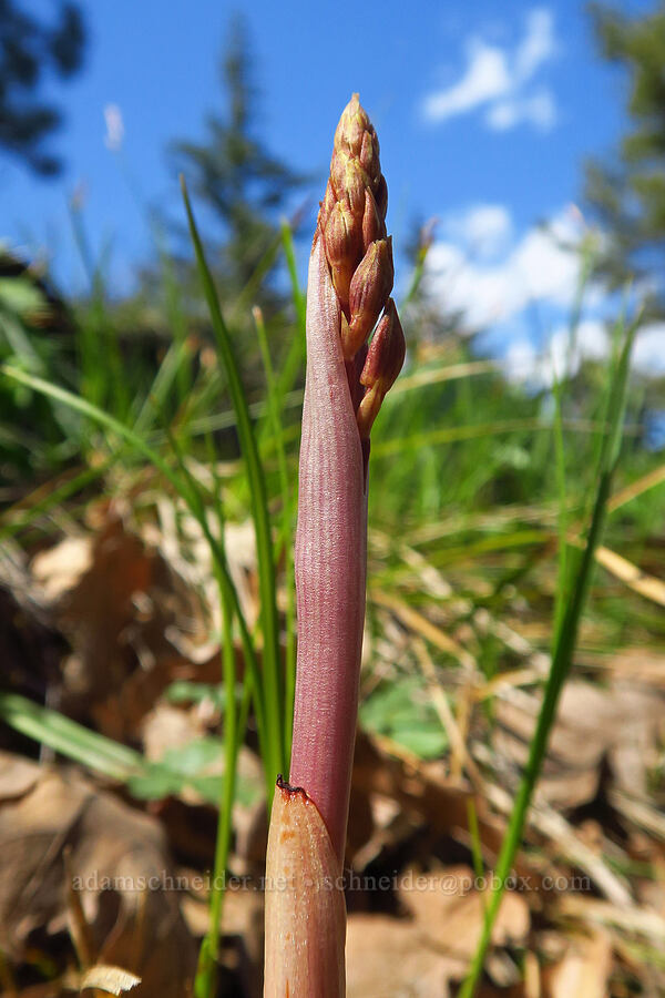 striped coral-root orchid shoot (Corallorhiza striata) [Leidl Ridge, Soda Springs Wildlife Area, Klickitat County, Washington]