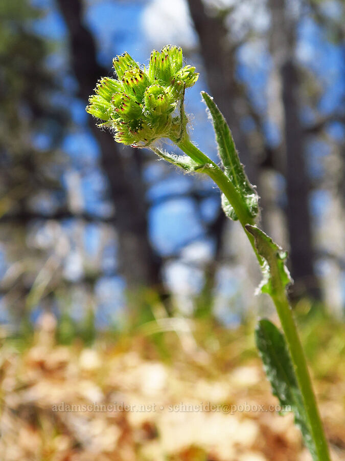 western groundsel, budding (Senecio integerrimus) [Leidl Ridge, Soda Springs Wildlife Area, Klickitat County, Washington]