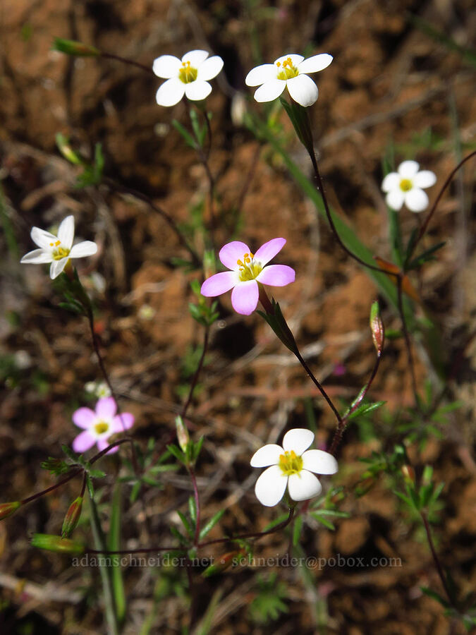 Bolander's linanthus (Leptosiphon bolanderi (Linanthus bakeri)) [Leidl Ridge, Soda Springs Wildlife Area, Klickitat County, Washington]