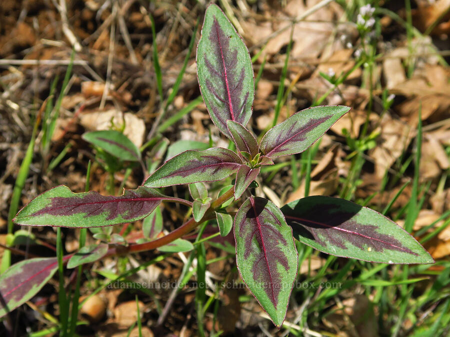 clarkia leaves (Clarkia sp.) [Leidl Ridge, Soda Springs Wildlife Area, Klickitat County, Washington]