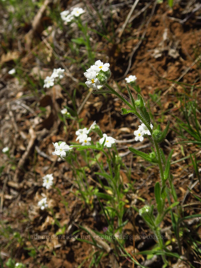 common cryptantha (Cryptantha intermedia) [Leidl Ridge, Soda Springs Wildlife Area, Klickitat County, Washington]