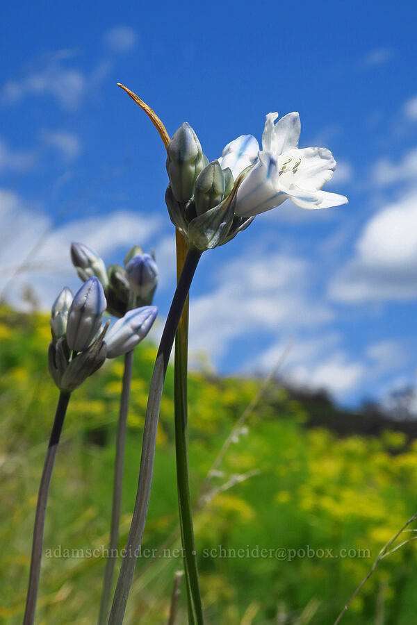 bi-colored cluster lily (Triteleia grandiflora var. howellii (Brodiaea bicolor)) [Leidl Ridge, Soda Springs Wildlife Area, Klickitat County, Washington]