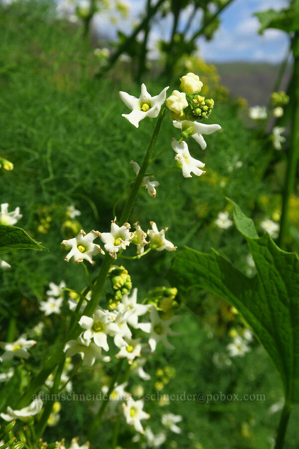 coastal manroot (Marah oregana (Marah oreganus)) [Leidl Ridge, Soda Springs Wildlife Area, Klickitat County, Washington]