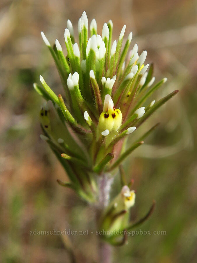 narrow-leaf owl's-clover (valley tassels) (Castilleja attenuata (Orthocarpus attenuatus)) [Leidl Ridge, Soda Springs Wildlife Area, Klickitat County, Washington]