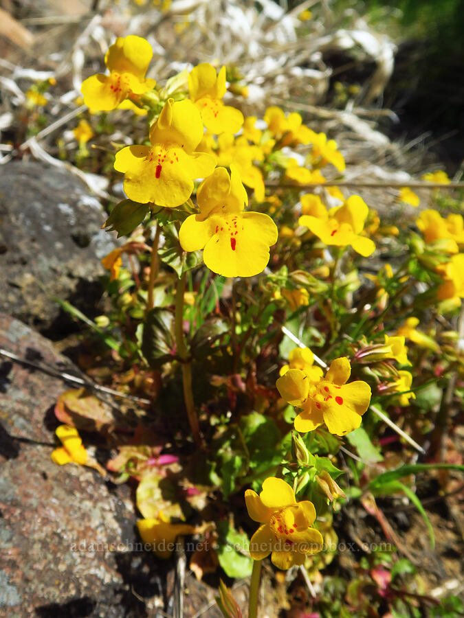 monkeyflower (which?) (Erythranthe sp. (Mimulus sp.)) [Leidl Ridge, Soda Springs Wildlife Area, Klickitat County, Washington]