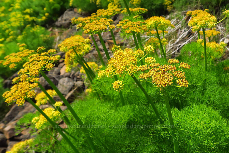orange-tinted Klickitat desert parsley (Lomatium klickitatense (Lomatium grayi)) [Leidl Ridge, Soda Springs Wildlife Area, Klickitat County, Washington]