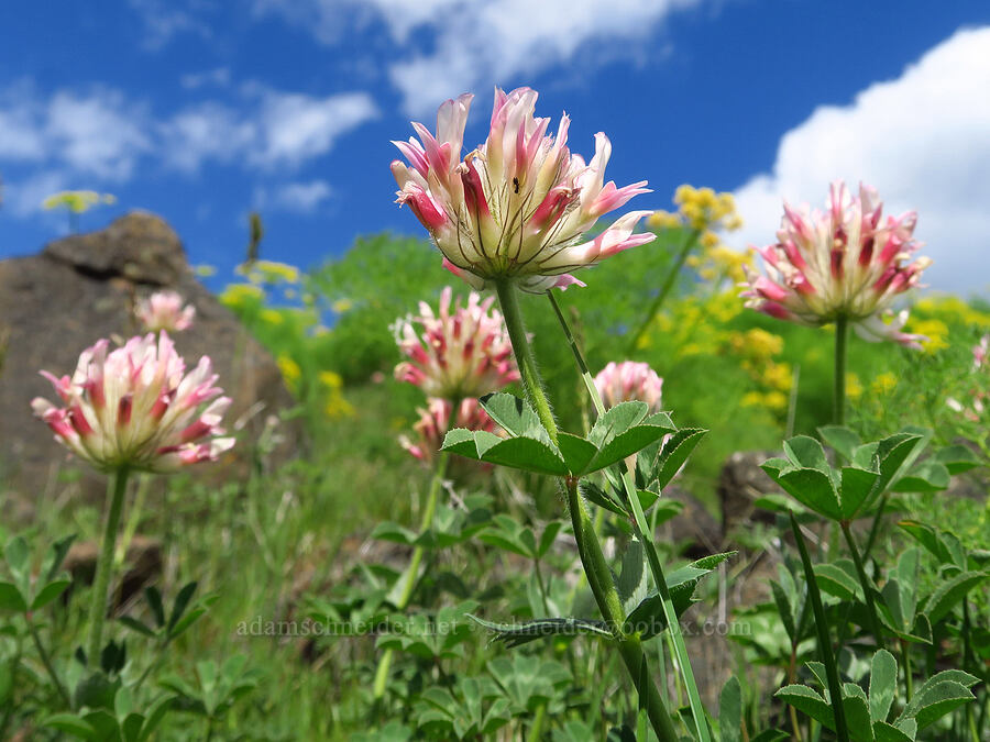 big-head clover (Trifolium macrocephalum) [Leidl Ridge, Soda Springs Wildlife Area, Klickitat County, Washington]