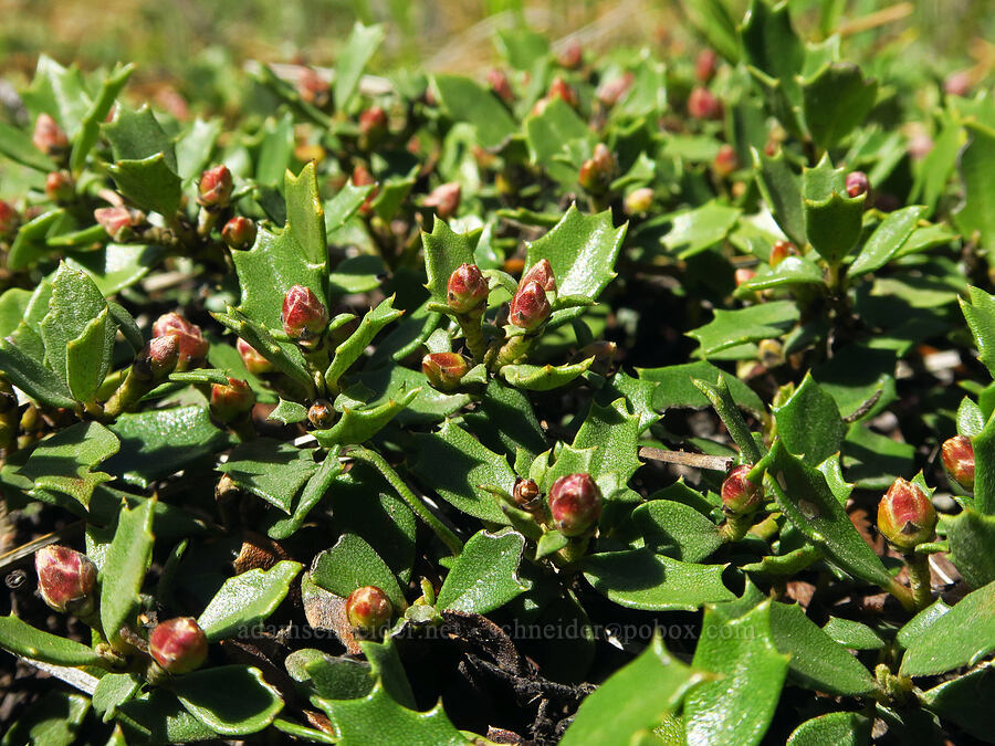 mahala mat, budding (Ceanothus prostratus) [Champion Road, Klickitat County, Washington]