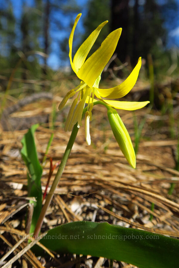 glacier lily (Erythronium grandiflorum) [Champion Road, Klickitat County, Washington]