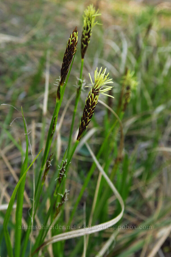 flowering sedge (Carex sp.) [Champion Road, Klickitat County, Washington]